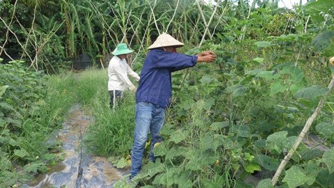 La Société Ecofarm, installée dans la province de Kiên Giang (au Sud), poursuit un modèle de production agricole organique. Photo: Truong Giang/CVN.