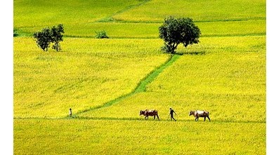 La beauté de la campagne vietnamienne. Photo :danang.gov.vn.