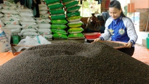 Depuis 2009, le Vietnam ​est le premier exportateur mondial de poivres noir et blanc. Photo: VNA.