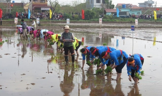 Concours de repiquage des plants de riz dans le cadre de la Fête de descente aux champs à Nam Dinh. Photo: NDEL.