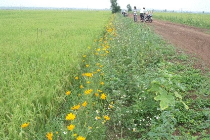 Les champs de riz de la coopérative An Nhut, dans la province de Bà Ria-Vung Tàu. Photo: VOV.