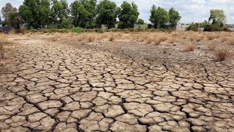 La sécheresse et la salinisation dans le delta du Mékong ont atteint un niveau record en 2016, suscitant des inquiétudes pour les millions de riziculteurs de cette région fertile. Photo: VNA