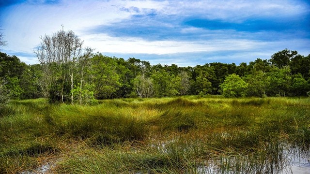 Le parc national de Tràm Chim. Photo: http://congnghe.vn/