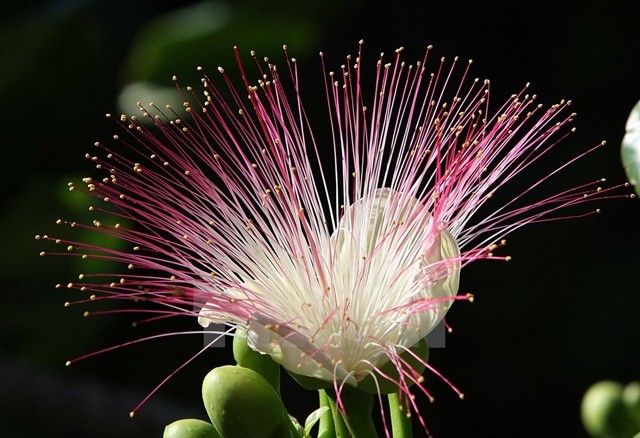 Les fleurs de badamiers brillants sur l’île de Son Ca. Photo: VNA .