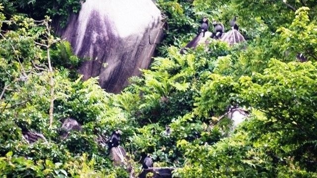 Les doucs à pattes noires découverts à la montagne de Chua Chan (dans le district de Xuân Lôc, province de Dông Nai. Photo: NDEL.