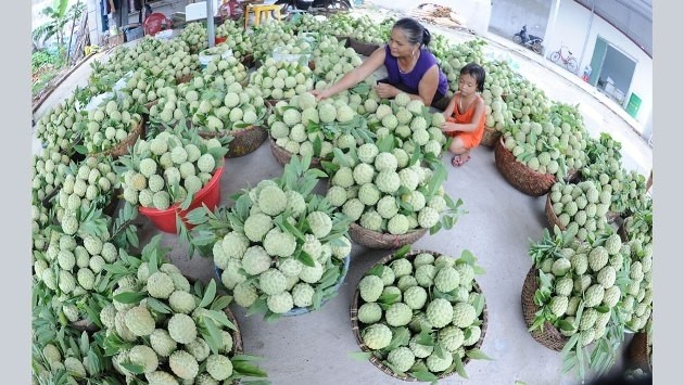 Les pommes-cannelles, spécialités de Luc Nam (province de Bac Giang). Photo : NDEL