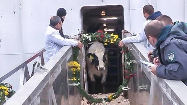 Des vaches laitières d'origine américaine du groupe TH débarquent en Russie. Photo : VNA