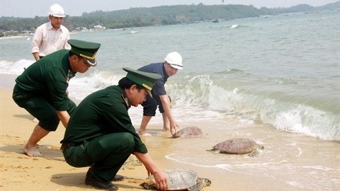 Lâcher de tortues marines en mer, le 19 mars 2016 dans la province de Quang Ngai (au Centre). Photo: VNA.