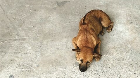 Un chien de Phu Quôc peut se vendre 10.000 livres sterlings en Europe. Photo: CVN.