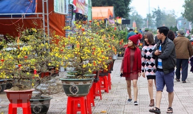 Des gens adorent acheter un pot de fleurs d'abricotiers pour le Têt. Photo : VNA
