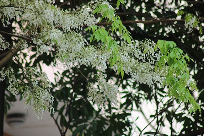 La couleur blanche des fleurs de dalbergia tonkinensis rend le paysage de la capitale doux et paisible. Photo: NDEL