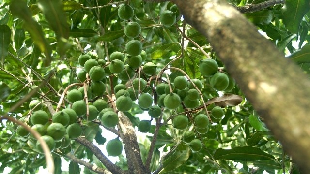 Fruit de macadamia