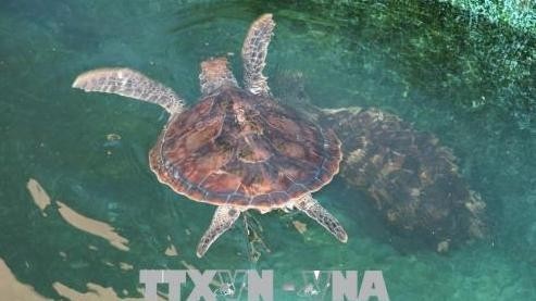 Les tortues de mer sont bien protégées au parc national de Nui Chua. Photo : VNA