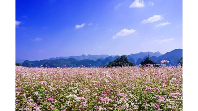 Les visiteurs auront l’occasion de contempler les paysages majestueux du plateau karstique, des collines des fleurs de sarrasins. Photo:  blogphuot.info