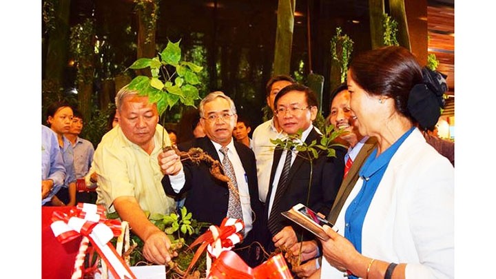 Exposition du ginseng de Ngoc Linh et d’autres plantes médicinales. Photo : tienphong.vn