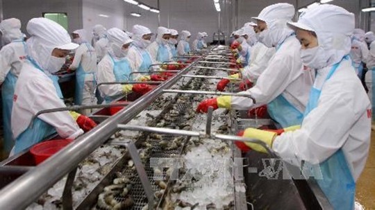 Transformation de crevettes pour exportation dans une usine à Ca Mau (au Sud). Photo : VNA