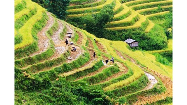 Les rizières en terrasses jaunissent en octobre. Photo : CVN