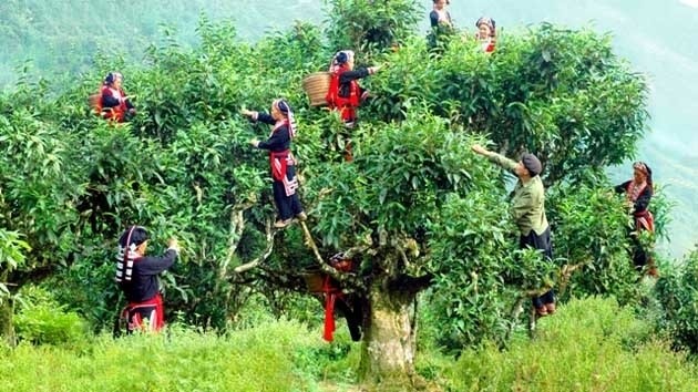 Cueillette du bourgeon de thé Shan Tuyêt. Photo : NDEL.