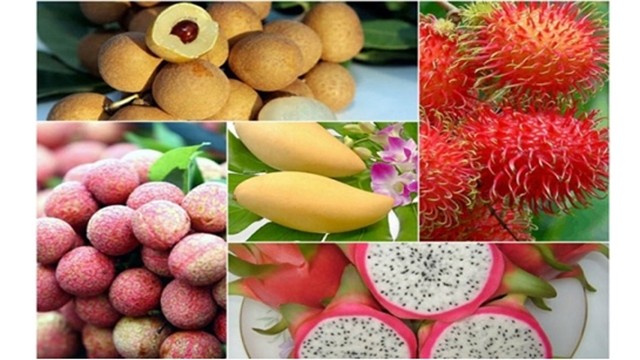 D'ici la fin du quatrième trimestre, les exportations de fruits tropicaux vers la Chine via Mong Cai continueront de progresser. Photo : VOV.