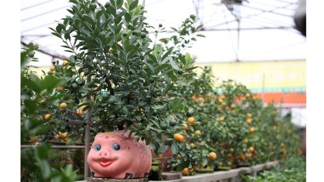 Cette année, les arboriculteurs ont mis les kumquats dans des pots ayant une forme de cochon. Photo : giadinh.net.vn.