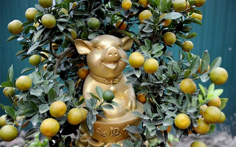 De nombreux clients préfèrent les kumquats décorés avec des cochons d'or pour célébrer l'année du Cochon.