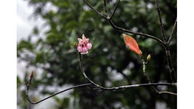 Les plantes d’Ericcaceae à Bà Nà. Photo : https://baotainguyenmoitruong.vn