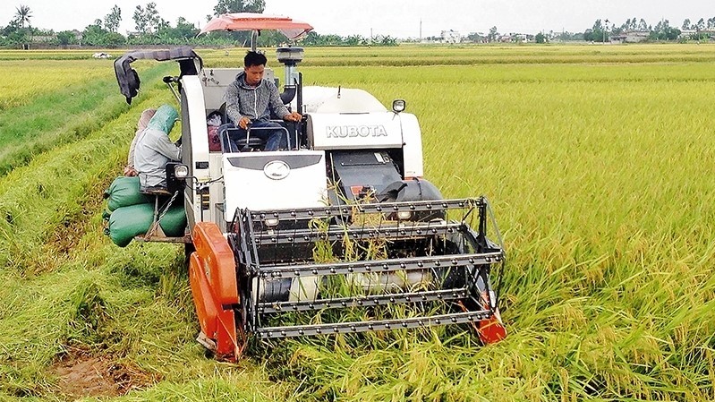 La récolte de riz dans un champ à Kiên Xuong, province de Thai Binh (au Nord).