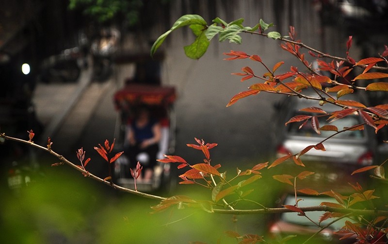Il y a quelques semaines à peine, l'arbre était encore vert et pourtant, après une nuit seulement, tout le monde a été surpris par la lueur des feuilles jaunes et rouges. Photo : Nhât Quang/NDEL.