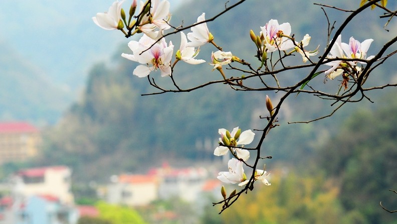 Fleur de bauhinie. Photo : VNA.