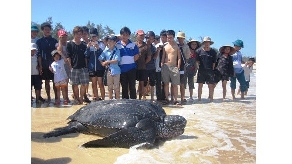 Actuellement, le Vietnam abrite cinq des sept espèces de tortues de mer à protéger dans le monde. 