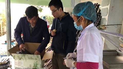 Les cannes à sucre sont emballées pour exporter à la ferme Linh Dung, à Hoà Binh (au Nord-Ouest). Photo: CVN.