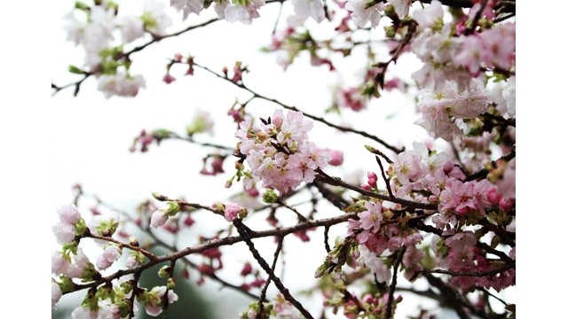 Des fleurs de cerisier au jardin du roi Ly Thai Tô . Photo : http://kinhtedothi.vn/