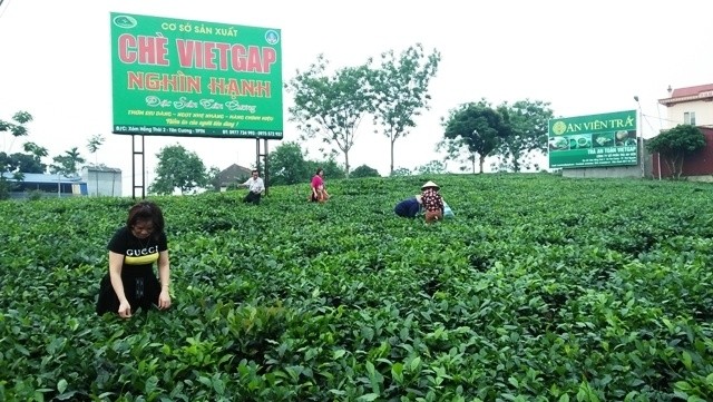 Les visiteurs dans la zone des théiers de Tân Cuong. Photo : NDEL.