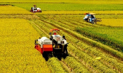 La récolte du riz dans le delta du Mékong