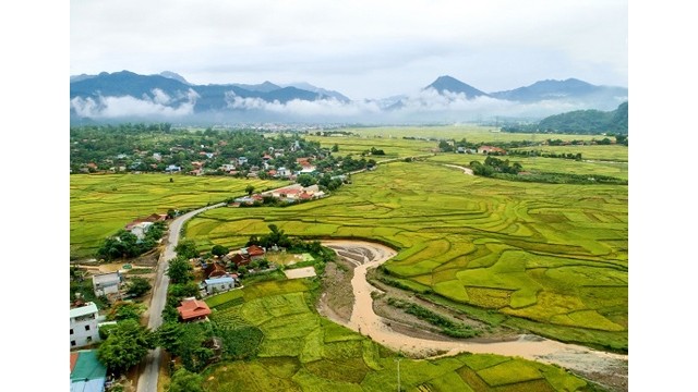 Les champs de riz de Muong Tâc. Photo : http://danviet.vn