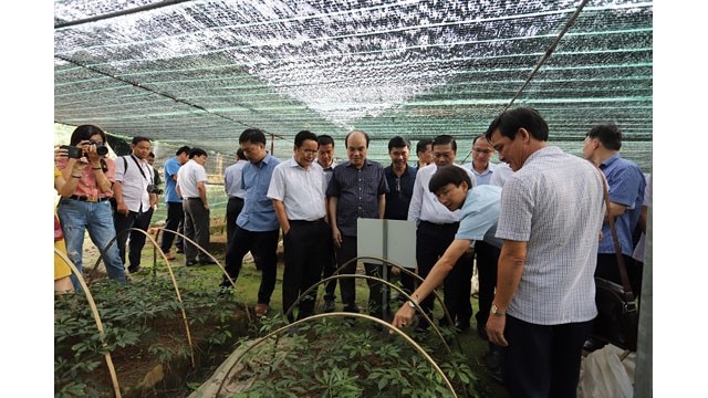 Les délégués visitent le modèle de culture des ginsengs Puxailaileng  à Nghê An. Photo : https://baodautu.vn