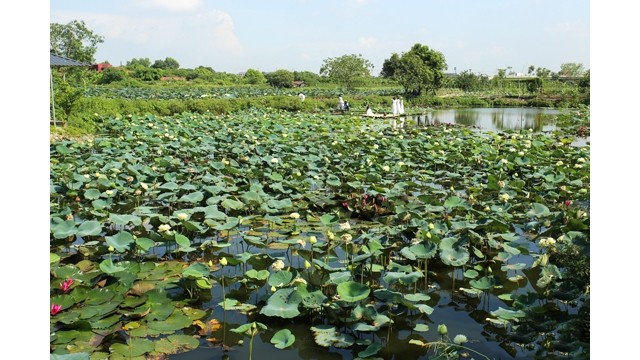Le Centre de Conservation de plus de 40 espèces de lotus à Hanoï. Photo : Journal Tô Quôc.