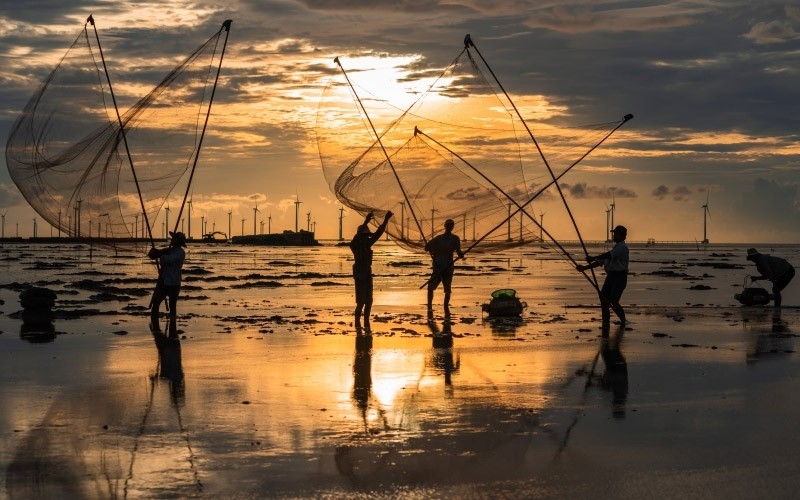 Des habitants locaux font la pêche de crabes et de poisson à l'aube, au loin se trouve le champ éolien de Bac Liêu. Photo : Jimmy Hoài.