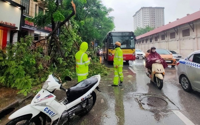Plusieurs arbres à Hanoi ont été déracinés à cause de pluies diluviennes et de violents vents de la tempête Wipha. Photo : NDEL.