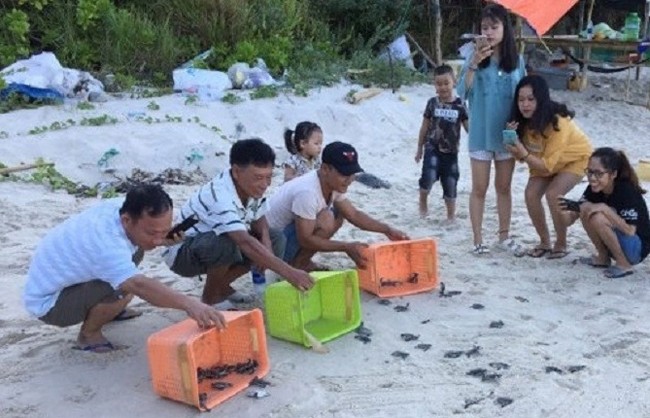 De 2017 au 2019, plus de 1 700 tortues écloses à Cù Lao Chàm renvoyées à la mer. Photo : NDEL