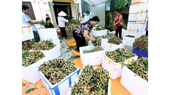 Le tri de longanes destinés à l'exportation. Photo : VNA.