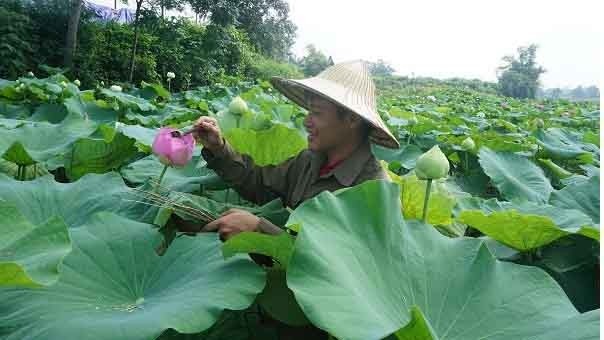 Pour obtenir un arôme naturel et puissant, Hai choisit uniquement des fleurs de lotus fraîchement écloses au petit jour. Photo : Vinh Phong/VOV5.