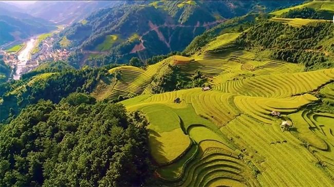 Contempler le panorama de la saison des rizières dorées