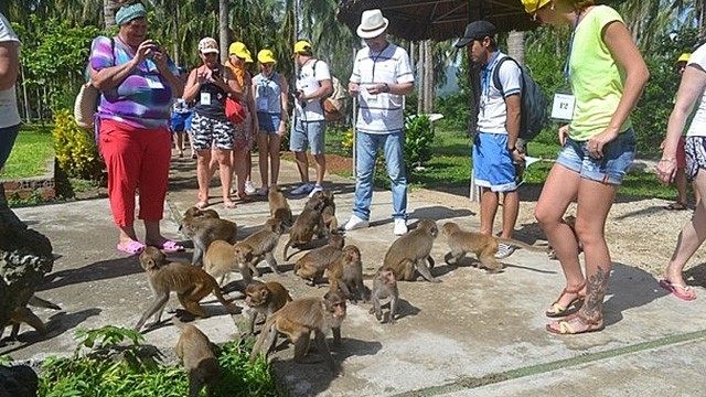 Les touristes étrangers s’intéressent beaucoup aux singes. Photo: baoquocte.vn