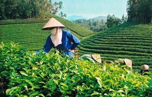 Le Pakistan, toujours le premier débouché du thé vietnamien