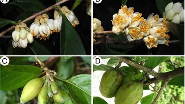 Les fleurs et les fruits d'une nouvelle espèce d’arbre appelé « dua dua » à la chaîne de montagnes de Truong Son. Photo : https://baovemoitruong.org.vn