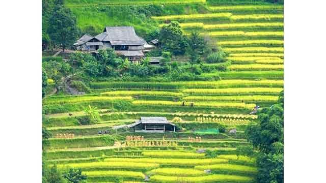 La saison de récolte du riz à Hoàng Su Phi. Photo : https://anninhthudo.vn