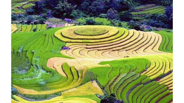 Des champs en terrasse dans la commune de Xim Vang, district de Bac Yen, province de Son La. Photo : VNA.