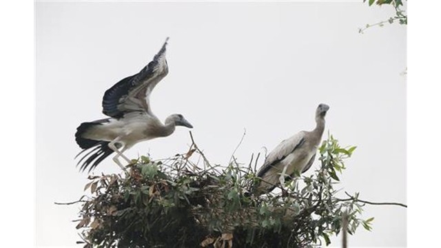  L’ibis falcinelle est une espèce rare classée dans le Livre Rouge du Vietnam. Photo : VNA.