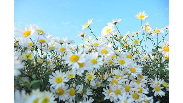 Des fleurs des marguerites Daisy. Photo : PCV.